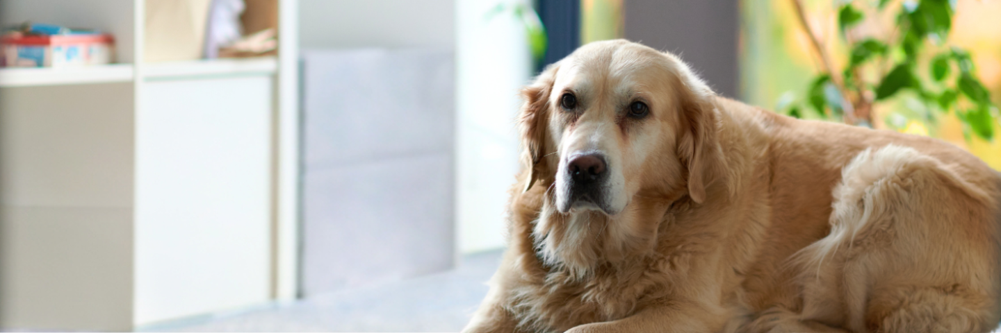 Social Media Advertising Manager:in (VZ)